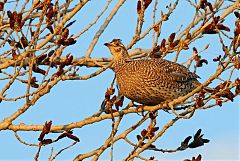 Sharp-tailed Grouse